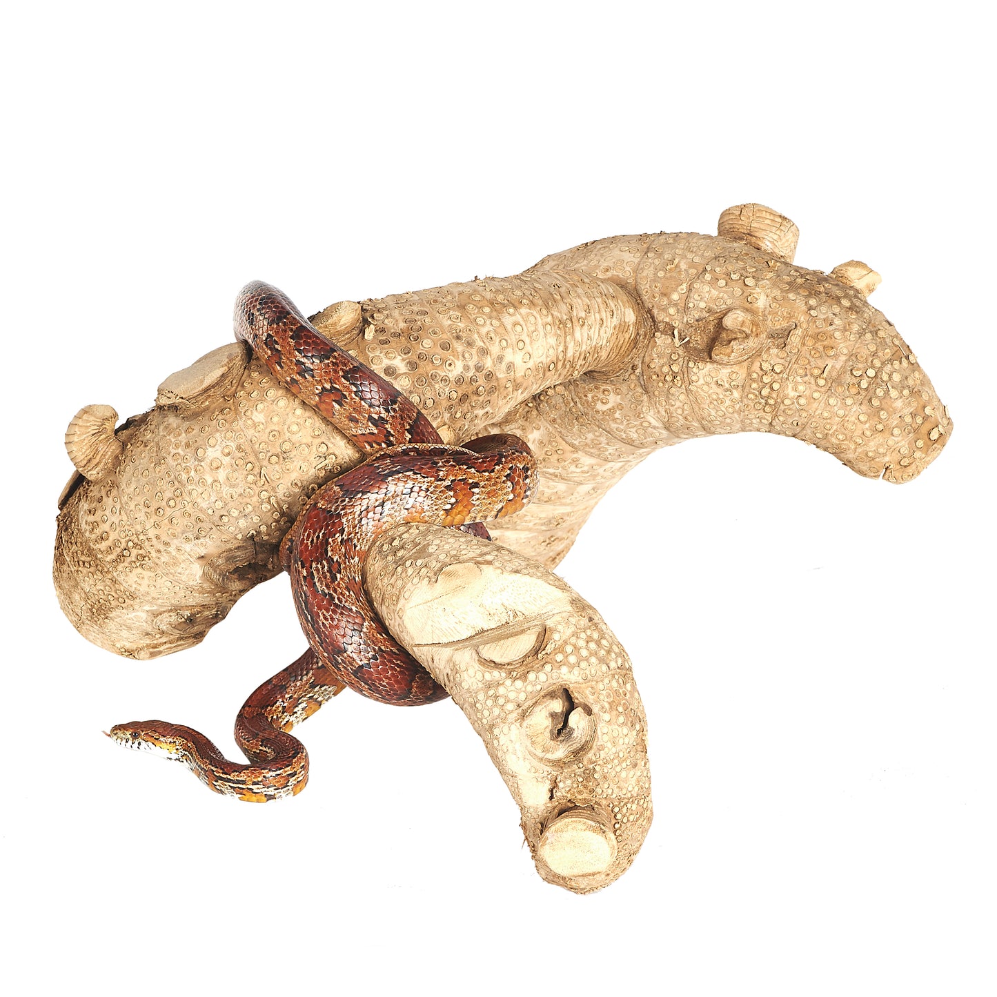 Java Spider Root Large