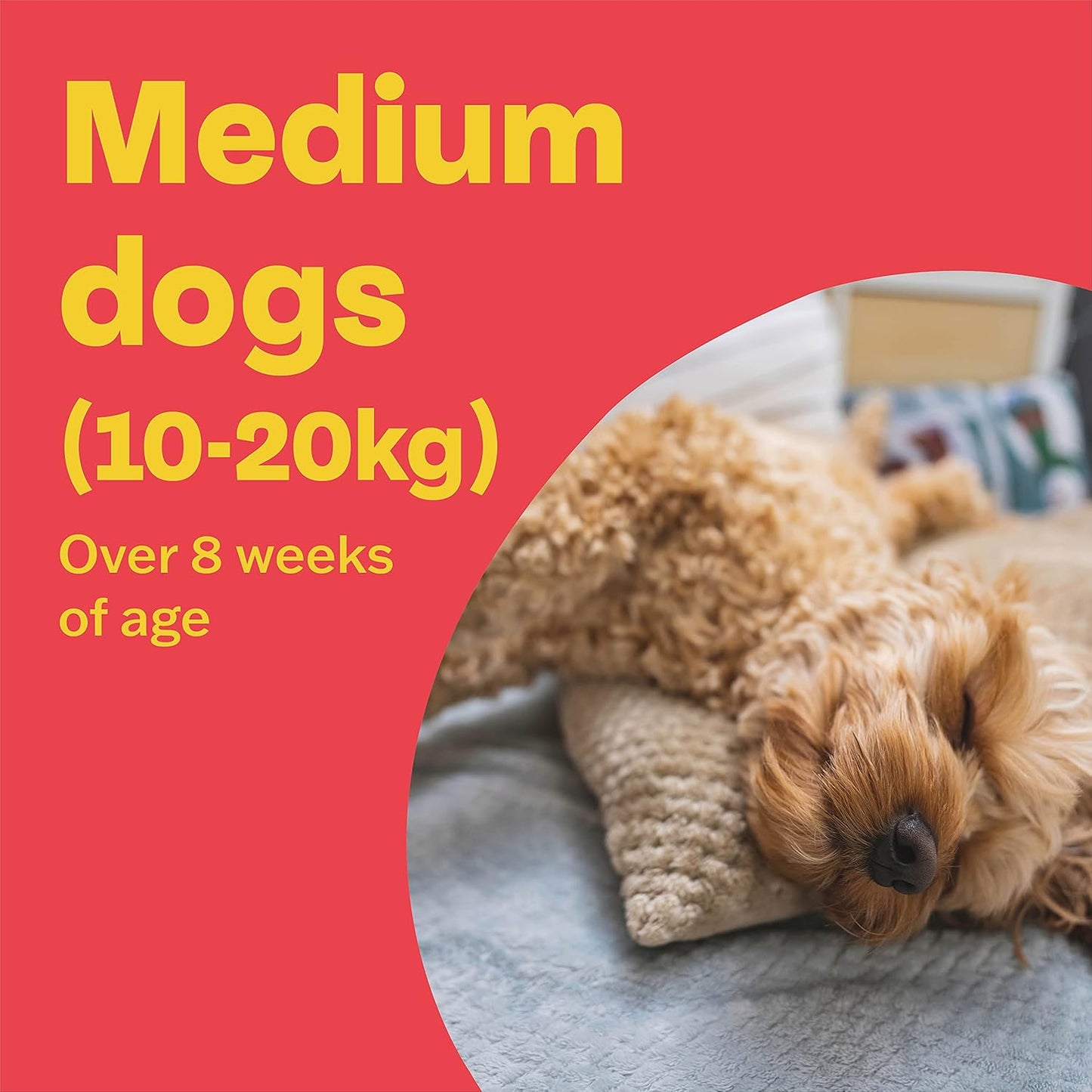 Bob Martin Clear Spot On For Medium Dogs 10-20kg 3 Pipettes