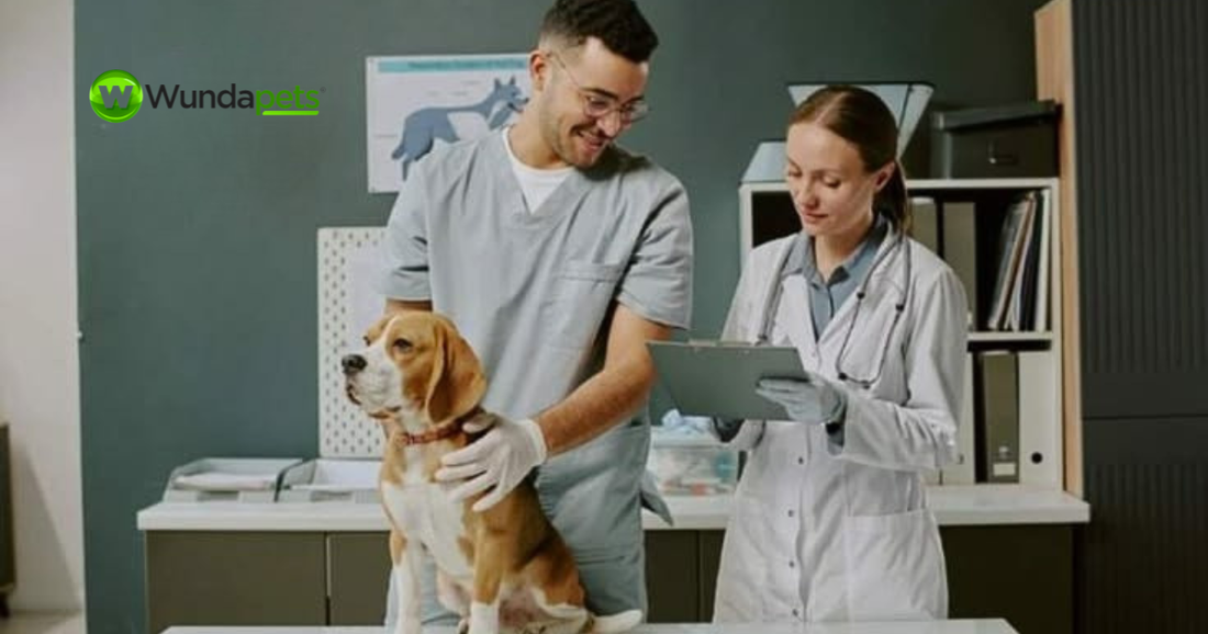 How to prepare your dog for a visit to the vet