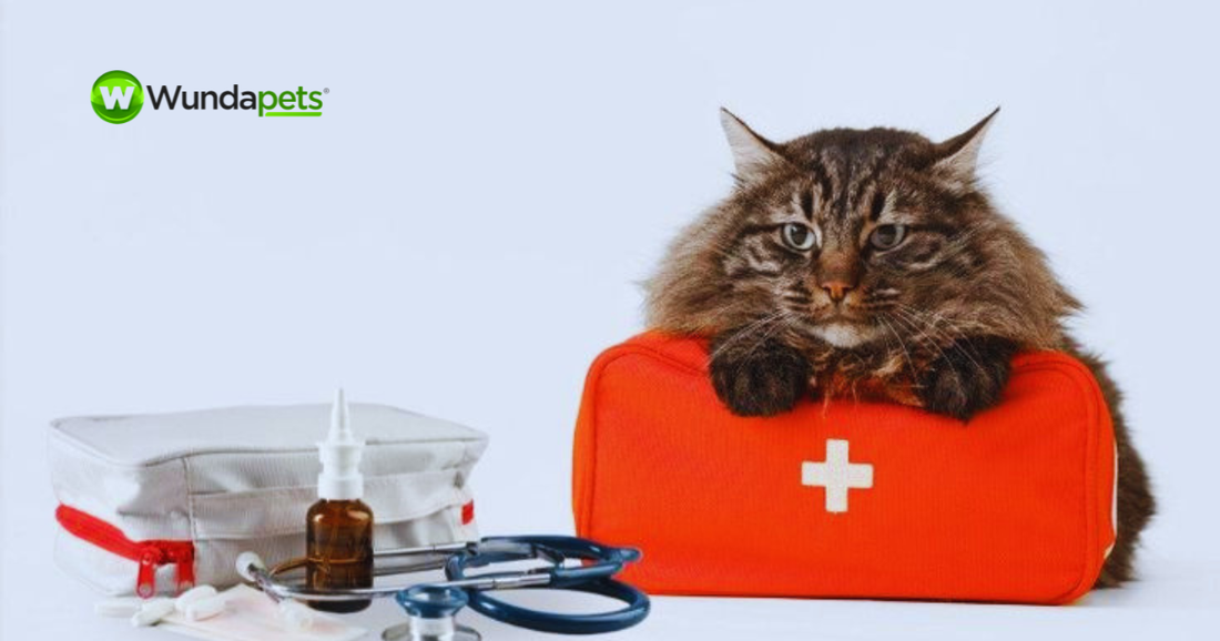 Cat resting on a red pet first aid kit beside veterinary supplies and a stethoscope.