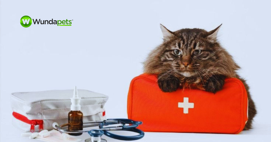 Cat resting on a red pet first aid kit beside veterinary supplies and a stethoscope.