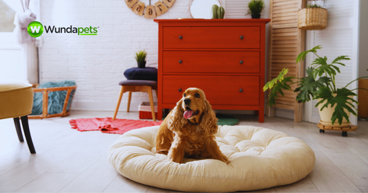 Cocker Spaniel relaxing on a cream dog bed in a cosy home, with the Wundapets logo.