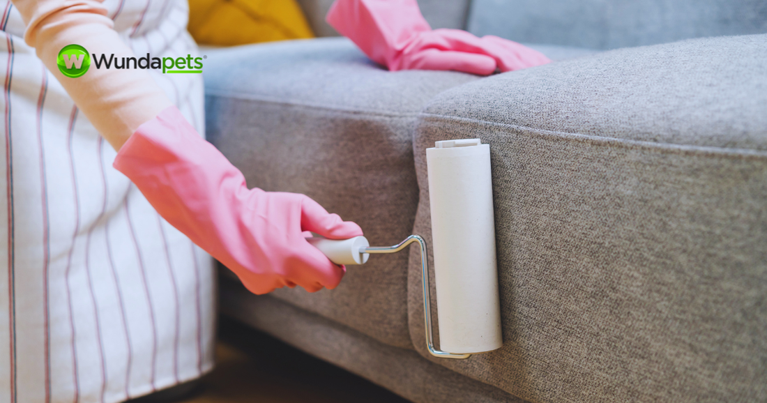 Pet owner removing pet hair from a sofa at home