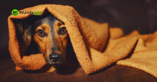 A brown and black dog hiding under an orange blanket, looking frightened and seeking comfort during fireworks season.