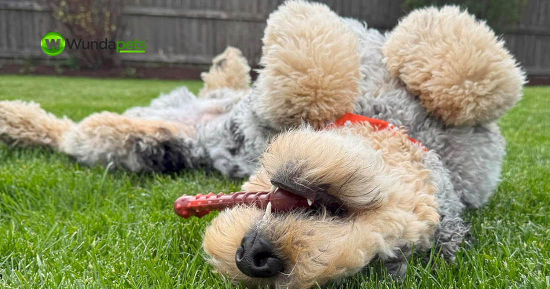 Curly-haired dog lying upside down on a grassy lawn, chewing a textured toy while playing outdoors. The image highlights enrichment activities that support mental stimulation, healthy chewing habits, and active play for dogs.