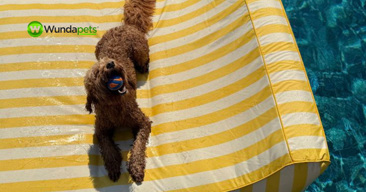 How to keep your pet cool during summer