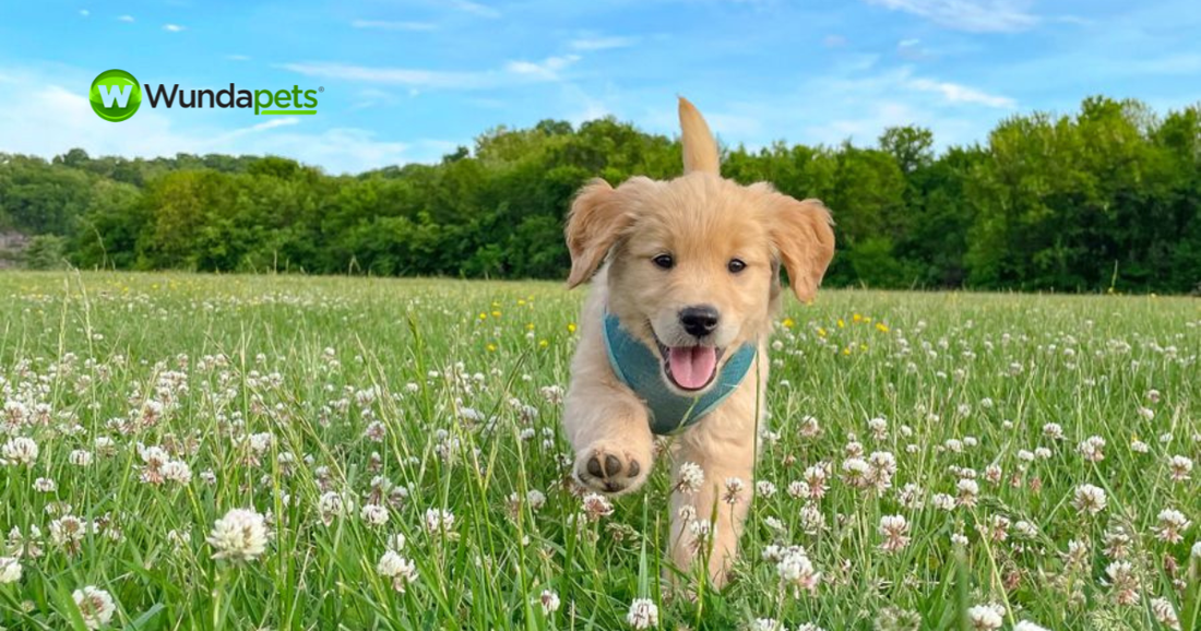 Golden Retriever puppy running through a grassy field filled with white clover flowers on a sunny day, with blue skies and trees in the background.