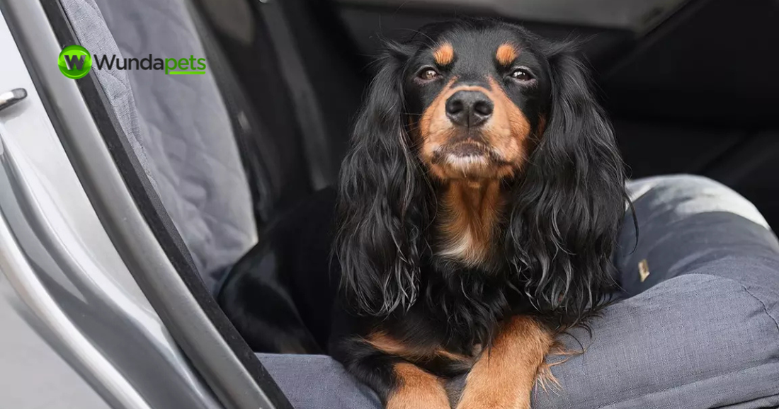 Black and tan Cavalier King Charles Spaniel relaxing on a grey dog car seat in the back of a vehicle, illustrating safe and comfortable travel for dogs. Wundapets logo displayed in the top left corner.