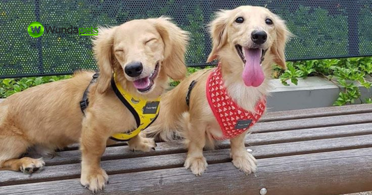 Two cream long-haired Dachshunds sit on a wooden bench wearing colourful harnesses, one yellow and one red. Both dogs appear happy, with one smiling and the other panting with its tongue out, against a leafy outdoor backdrop.