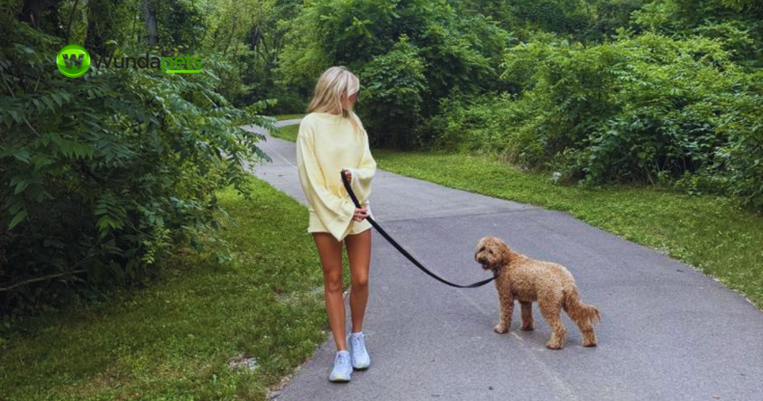 Woman walking a curly-haired dog along a tree-lined path on a summer day, promoting Wundapets' guide to protecting dogs from fleas, ticks and worms.