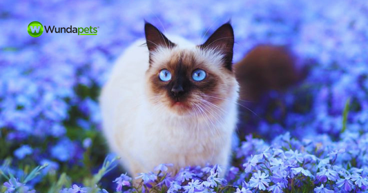 10 everyday products that make pet care easier