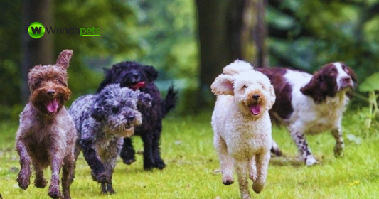 Five dogs of different breeds running together across a grassy field surrounded by woodland, enjoying outdoor exercise and play.