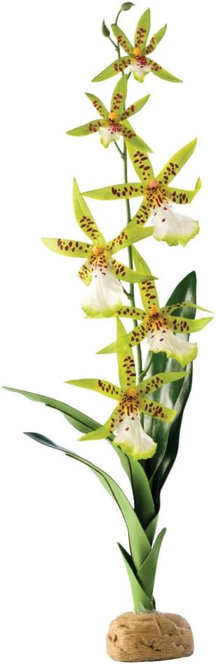 Exo Terra Spider Orchid