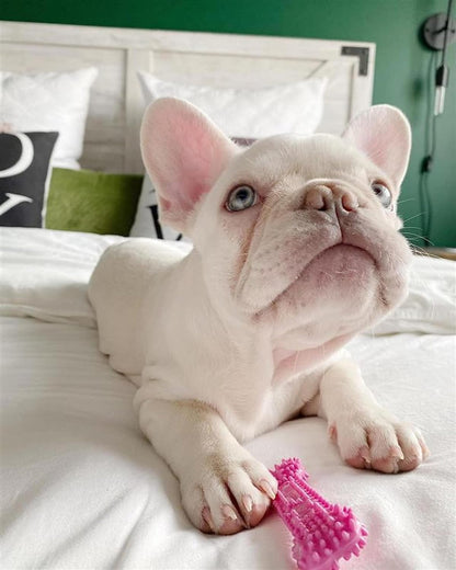 Nylabone Puppy Teething Bone Pink X-Small 0-7kg