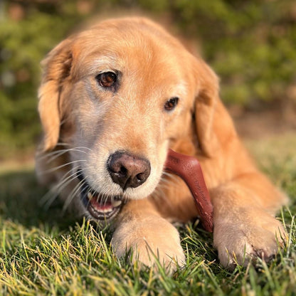 Nylabone Elk Bone Alternative X Large