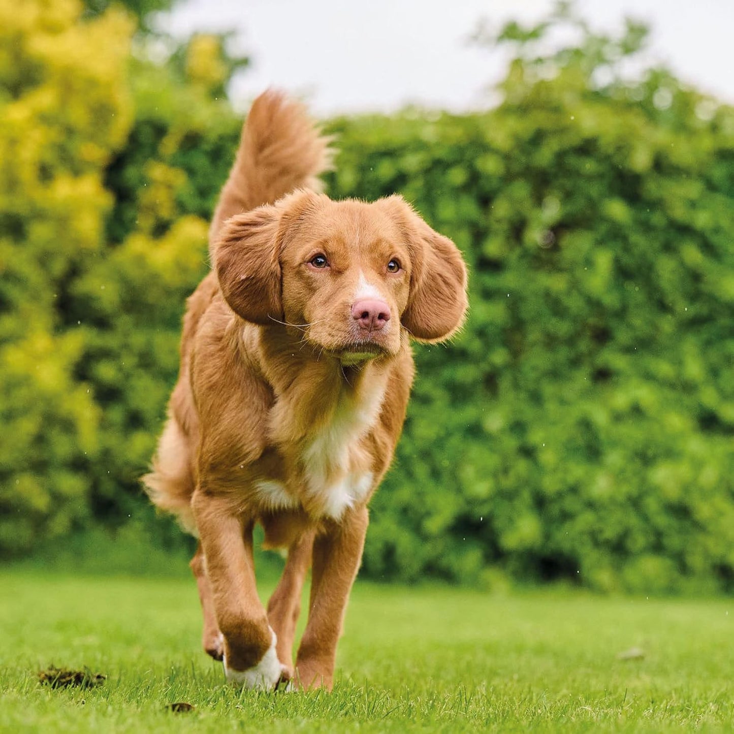 Beaphar Top 10 Multi Vitamin for Dogs 180 tablets
