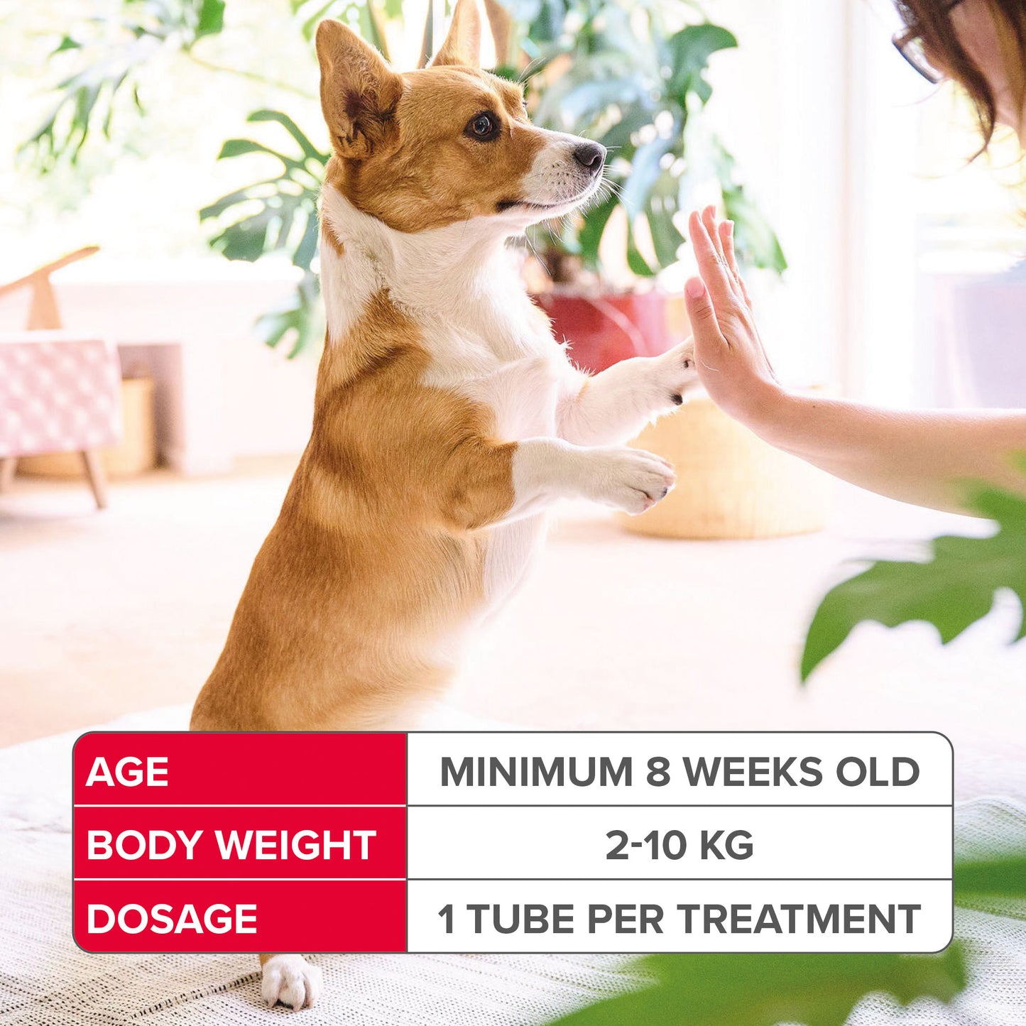 BeapharFiprotec Small Dog 2-10Kg 1 Treatment