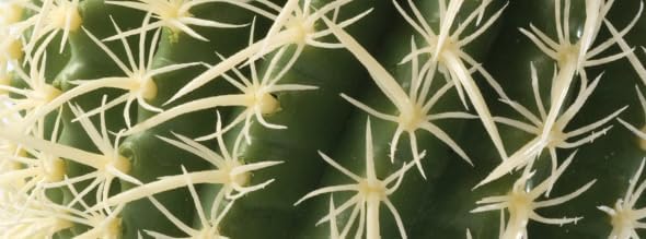 Exo Terra Barrel Cactus Medium