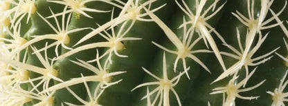 Exo Terra Barrel Cactus Medium