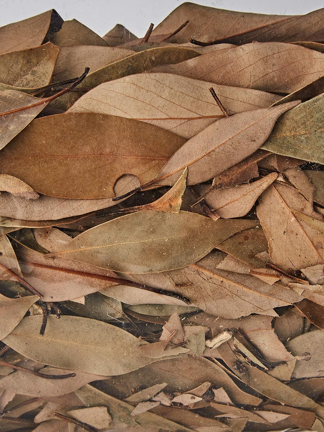 Exo Terra Equatorial Forest Floor Dual Layer Ardisia Leaves & Coconut Hust Fibre Large
