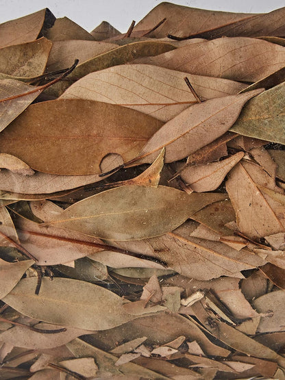 Exo Terra Equatorial Forest Floor Dual Layer Ardisia Leaves & Coconut Hust Fibre Large