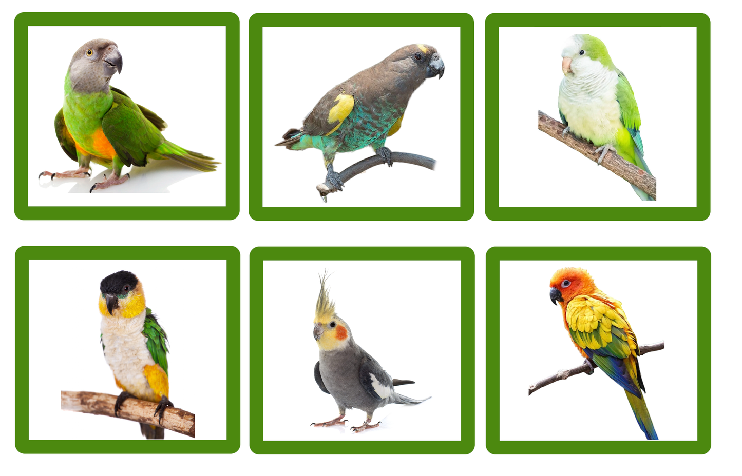 Wundapets Windsor Parrot Cage