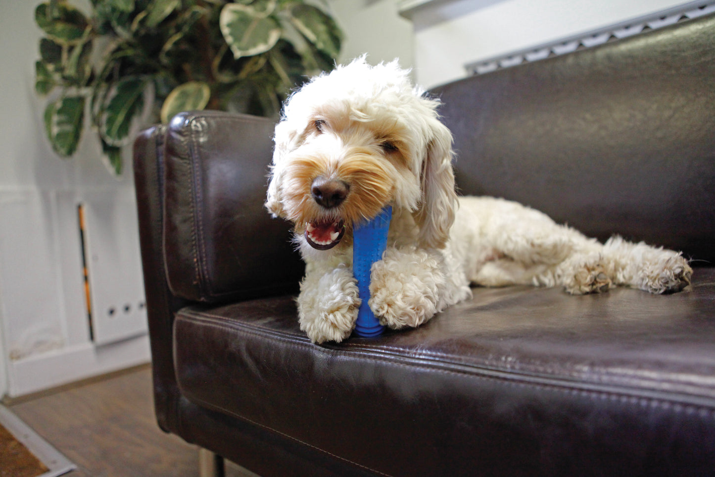 Rosewood Chillax Cool Bone 7"