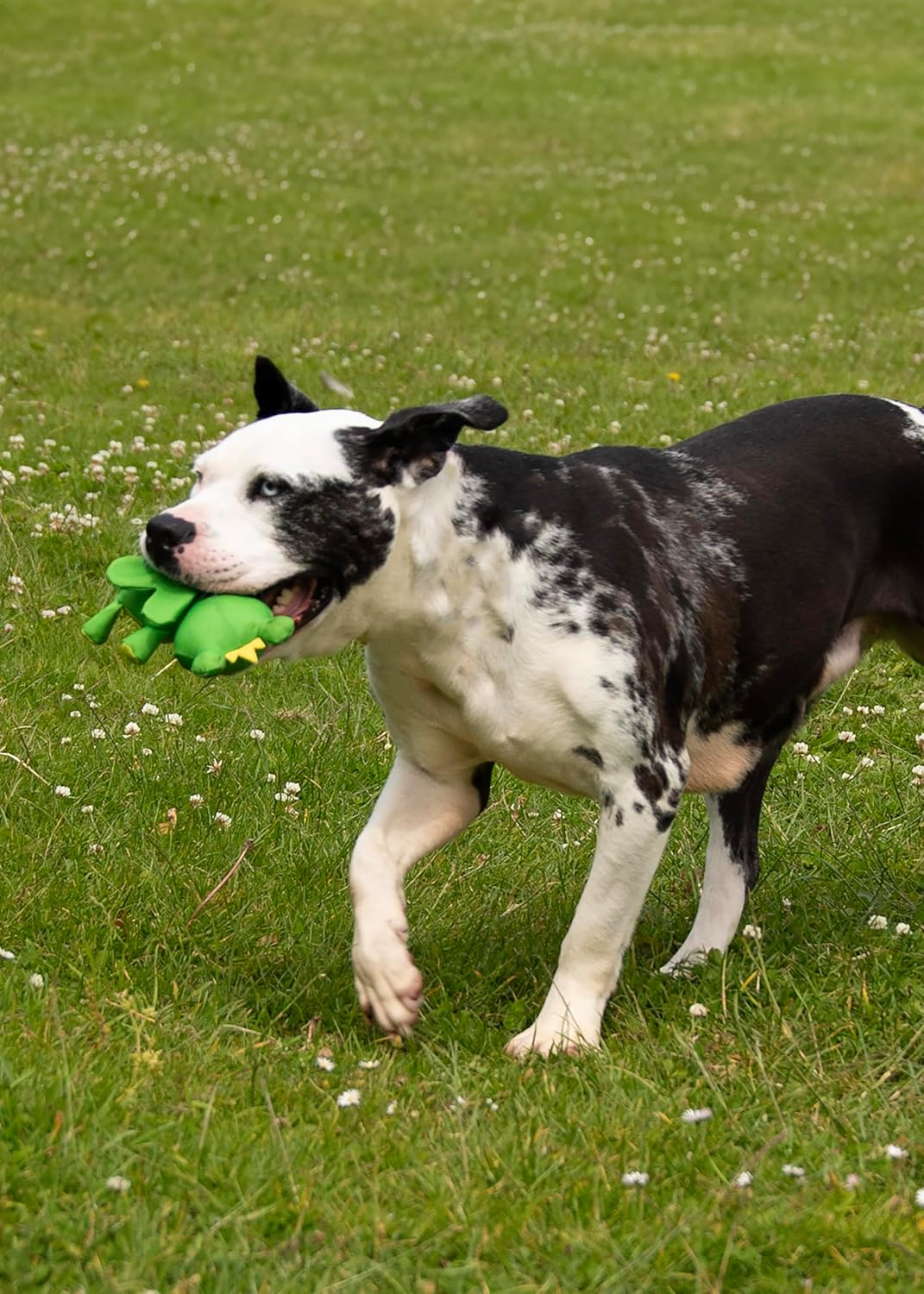 Rosewood Flingerz Dog Toy Throw & Fetch Frog