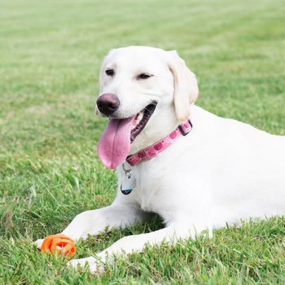 Chuckit! Air Fetch Ball XL