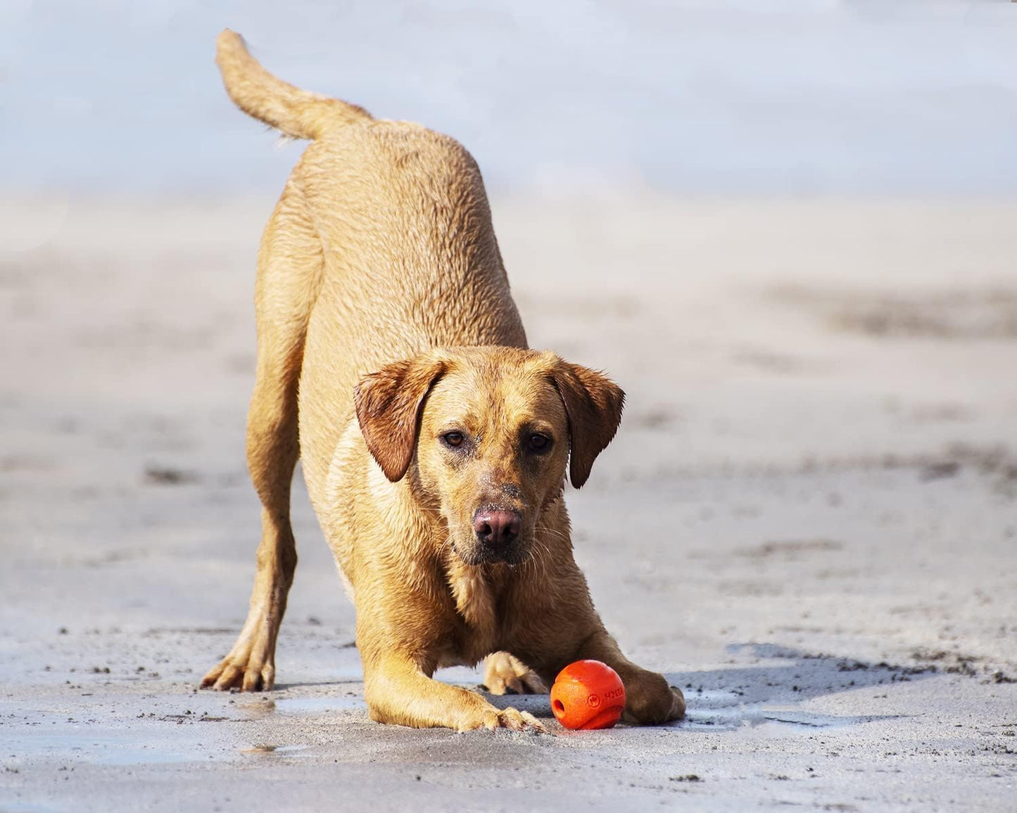 Chuckit! Fetch Ball 1pck Large