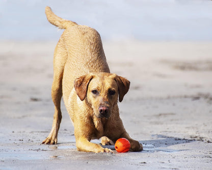 Chuckit! Fetch Ball 1pck Large