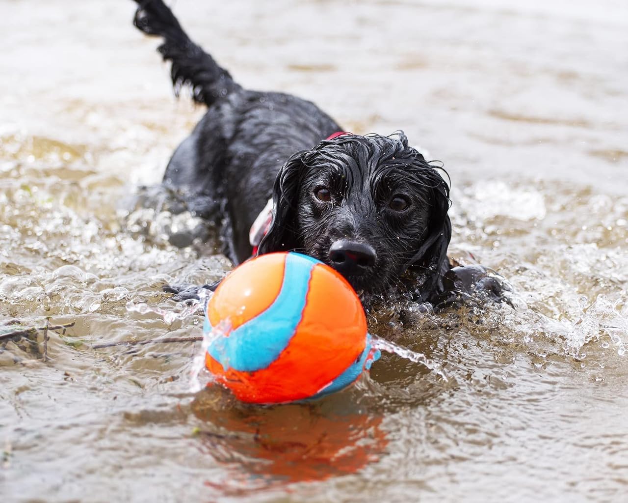 Chuckit! Amphibious Mega Ball