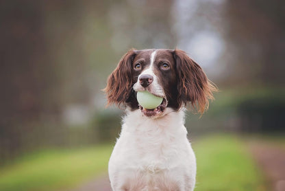 Chuckit! Fetch Medley Assorted Small 4.8cm 3 Pack
