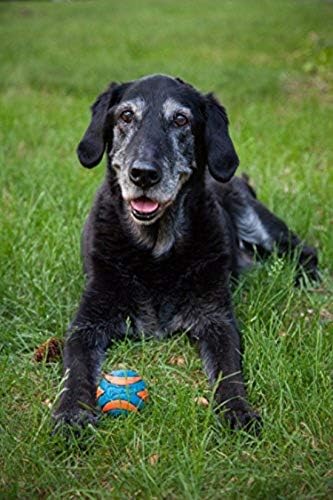 Chuckit! Ultra Squeaker Ball Small 2pck