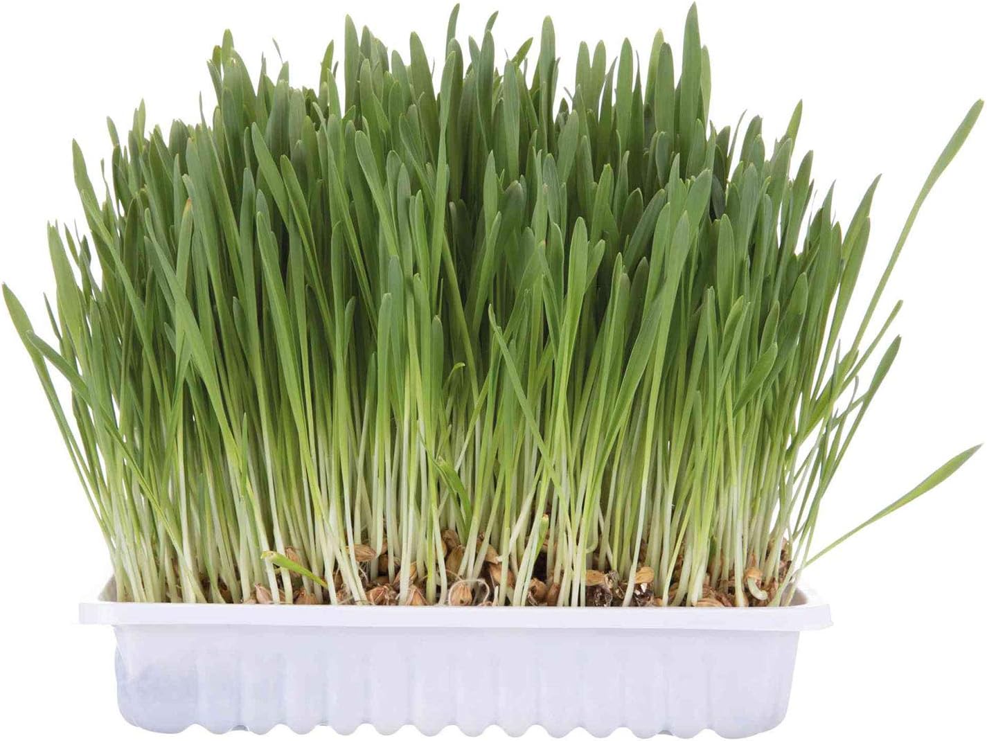 Trixie Cat Grass Refill Bag 100g