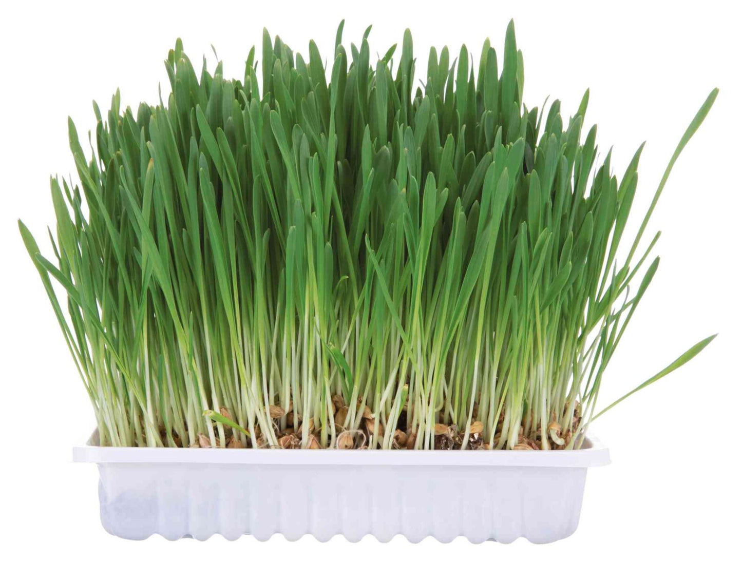 Trixie Small Animal Grass 100g