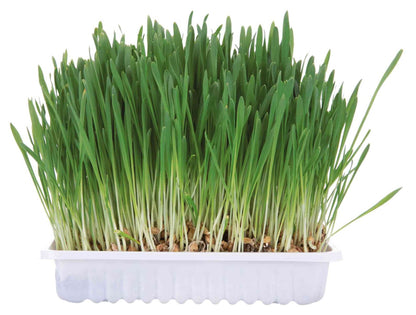 Trixie Small Animal Grass 100g