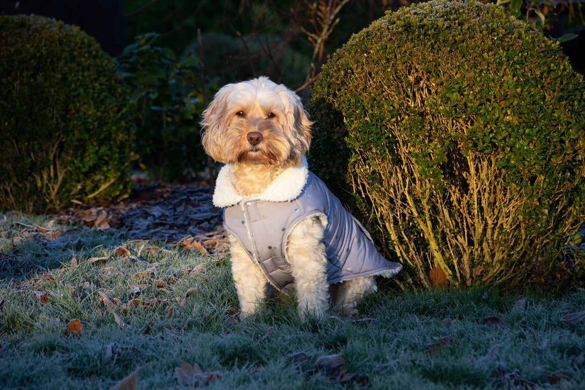 Rosewood Wolf & Tiger Grey Metalic Spot Dog Gilet Large
