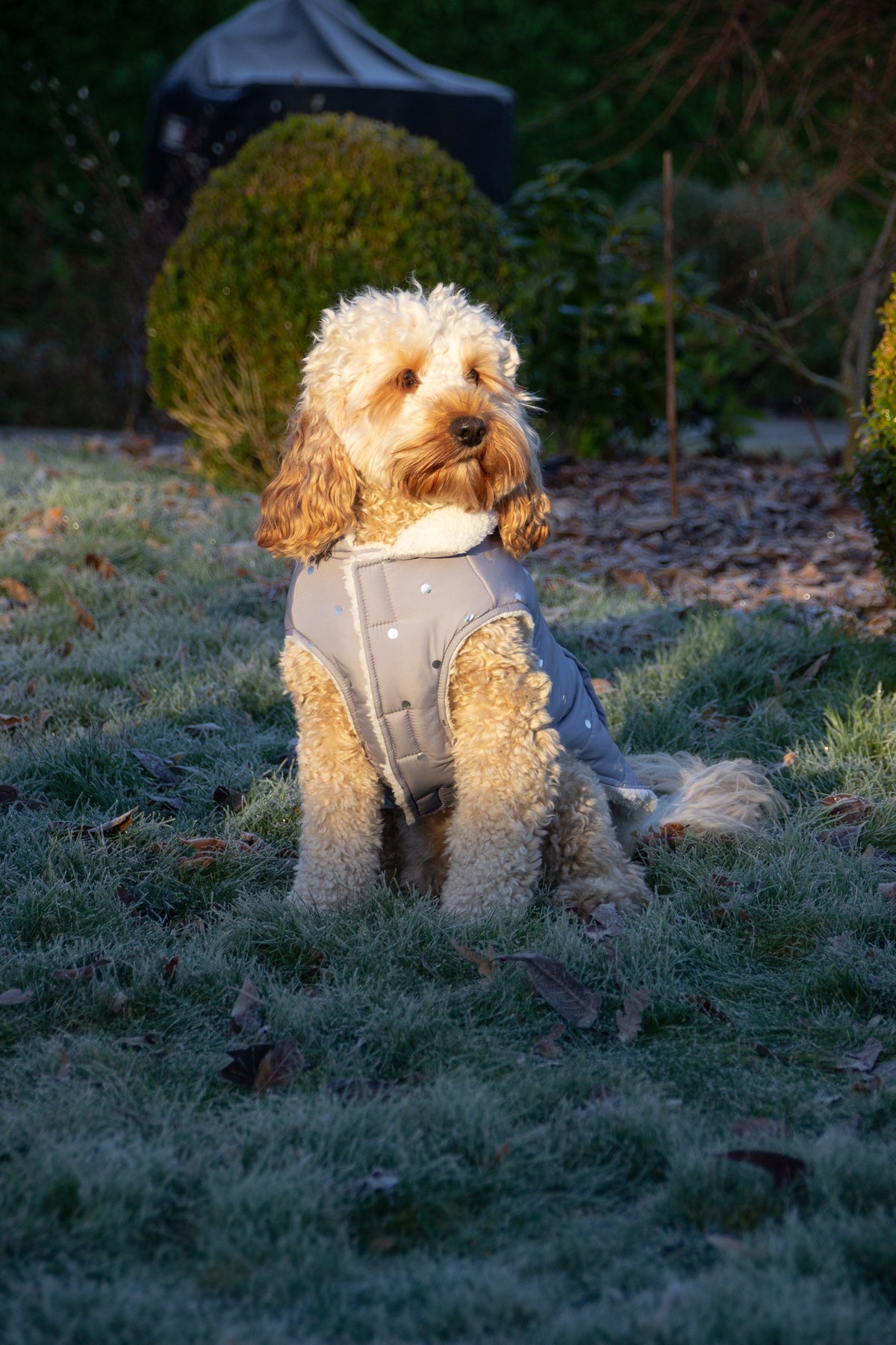 Rosewood Wolf & Tiger Grey Metalic Spot Dog Gilet Large
