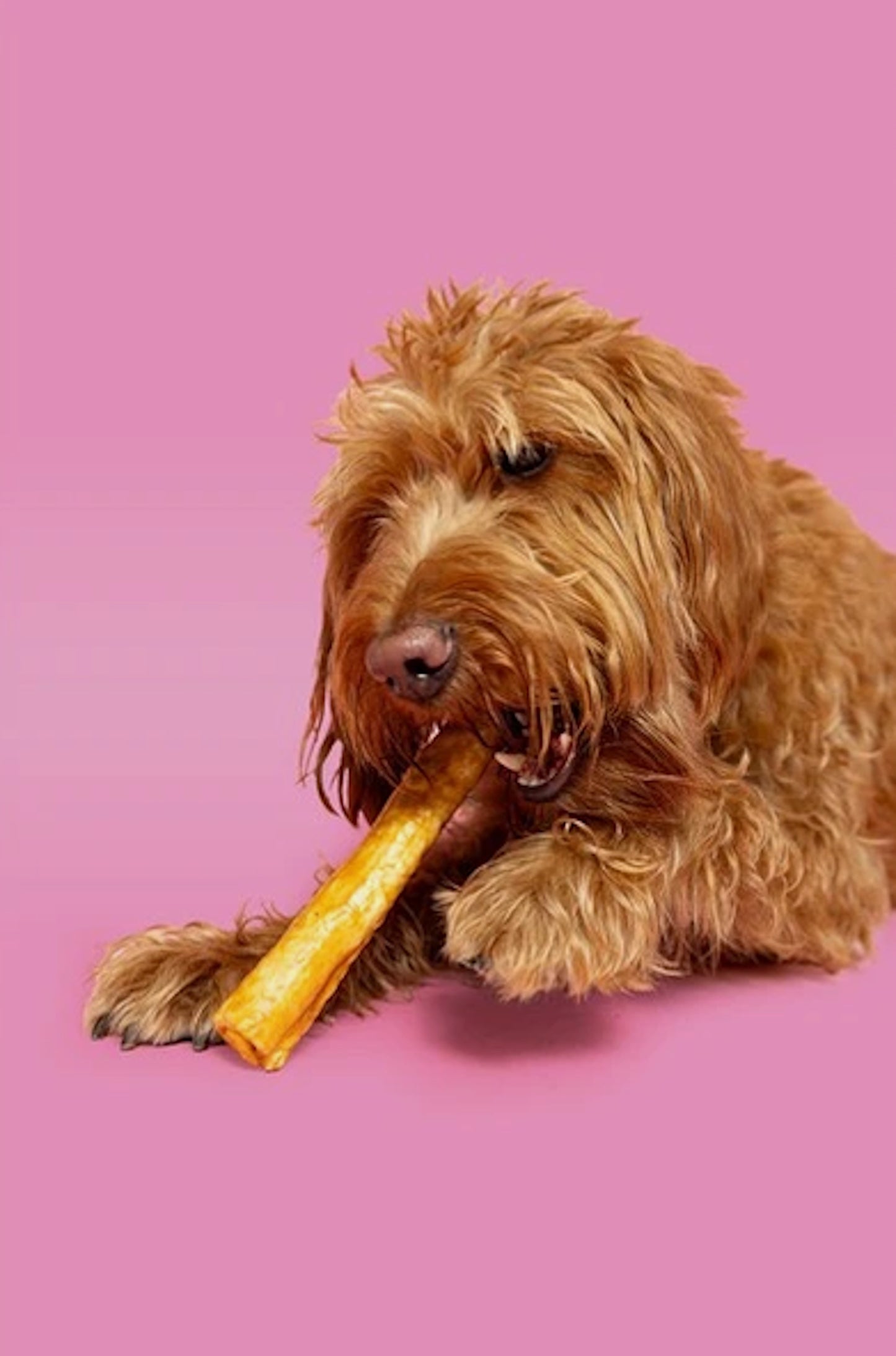 Pawtential Collagen Chew Chicken Flavour Large 110G