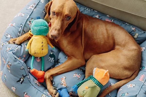 Joules Hop To It Frog Dog Toy