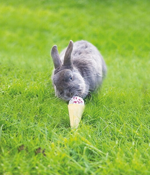 Rosewood Raspberry 'N' Coconut Cone Small Animal Treat 50g
