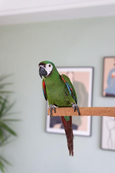 Boredom Breaker Walnut Pedicure Perch Medium