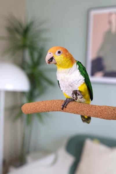 Boredom Breaker Walnut Pedicure Perch Medium