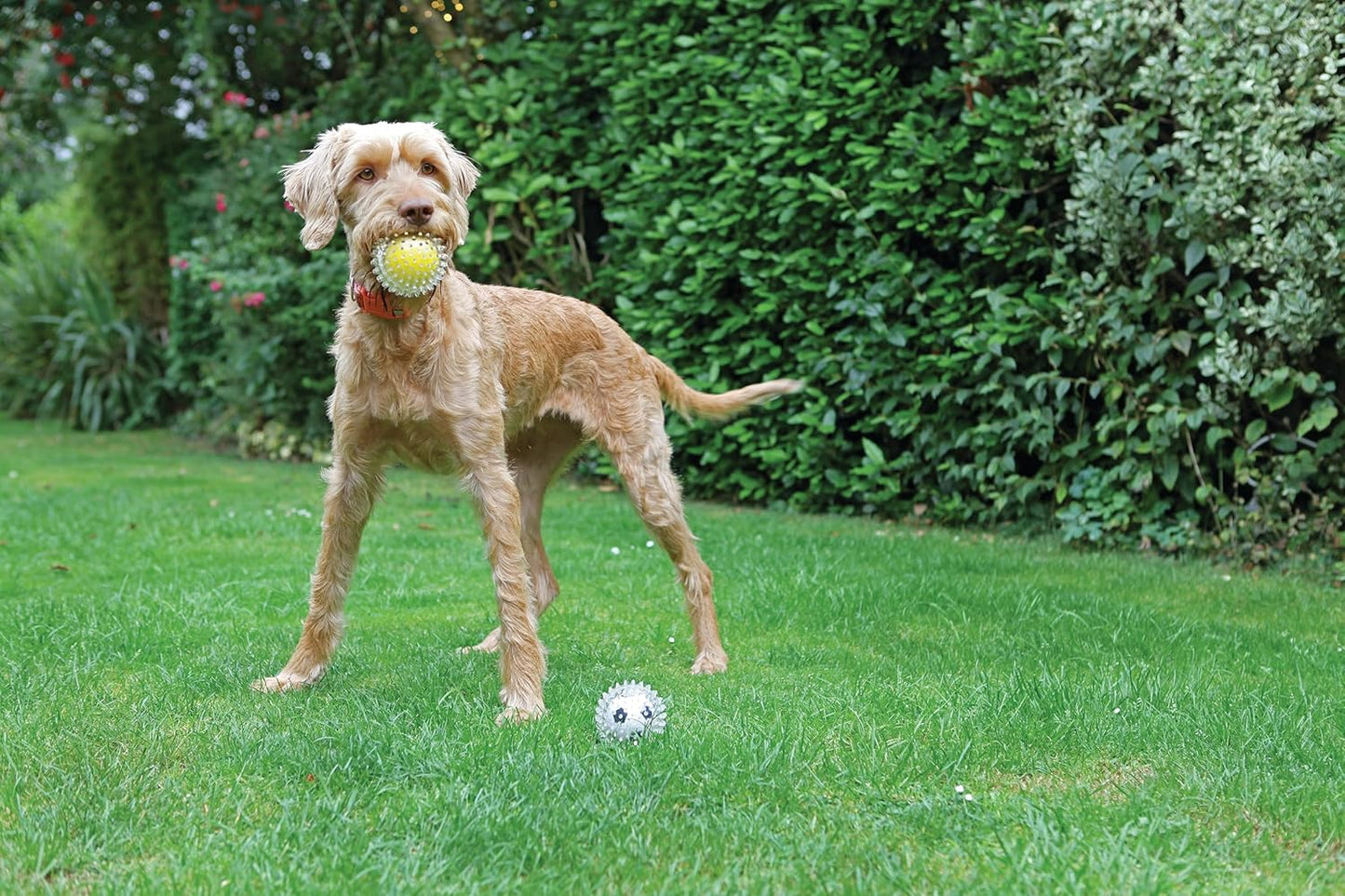 Jolly Doggy Catch N Play Tennis Ball