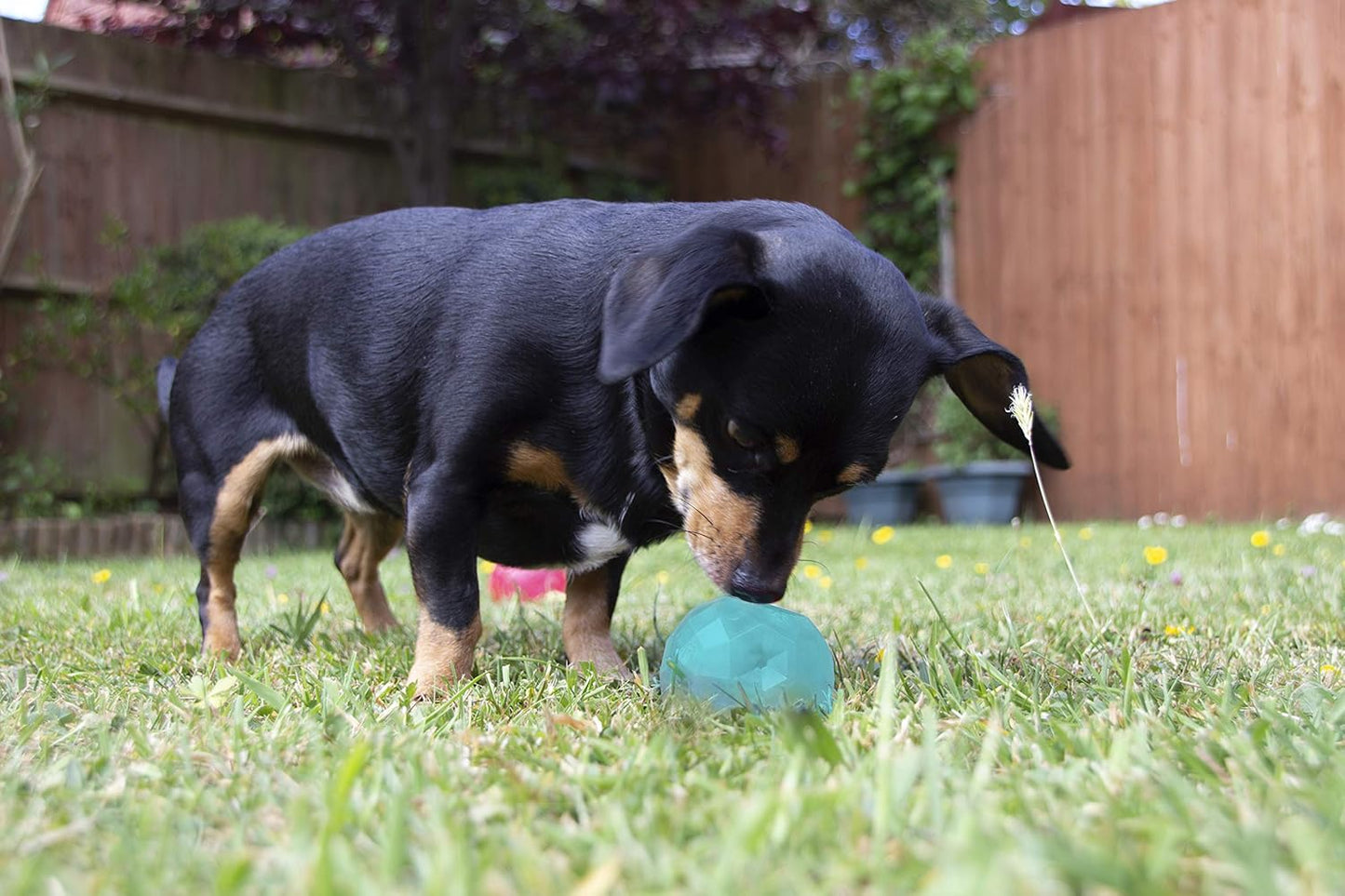 Rosewood Biosafe Puppy Treat Ball Blue
