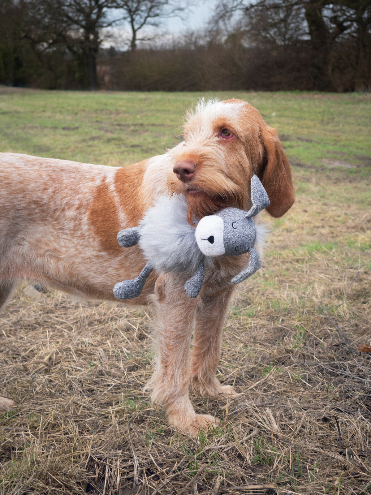 Rosewood Festive Floppy Dog