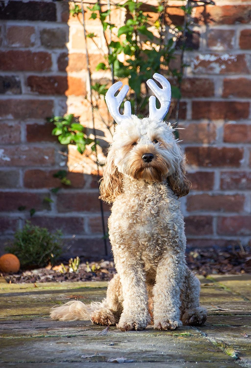 Rosewood Metalic Antlers For Dogs