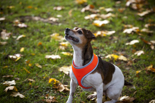 Rosewood Padded Reflective Orange Safety Harness Small