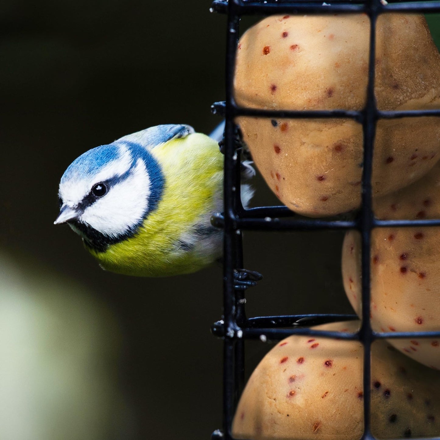 Suet To Go Premium Suet Balls  Insect Flavour Wild Bird Food 12 x 85g